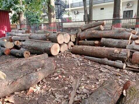 Premium Timber image 4