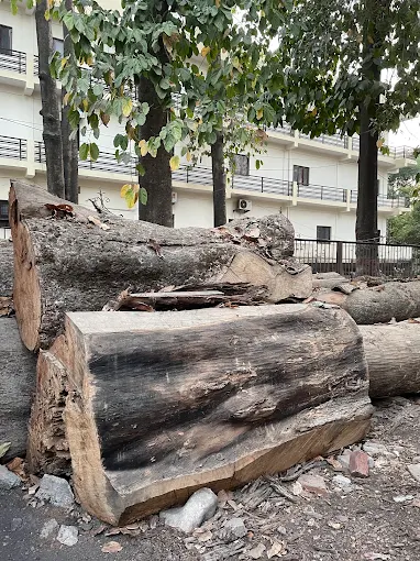 Premium Timber image 6